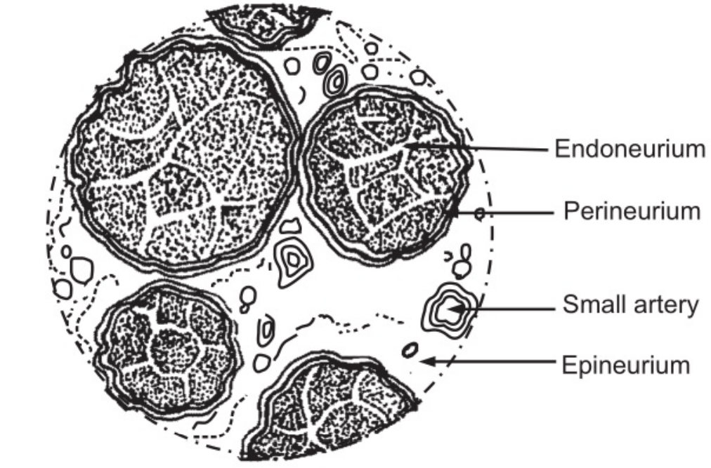 Transverse section of peripheral nerve