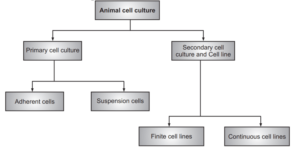 Types of Animal cell culture