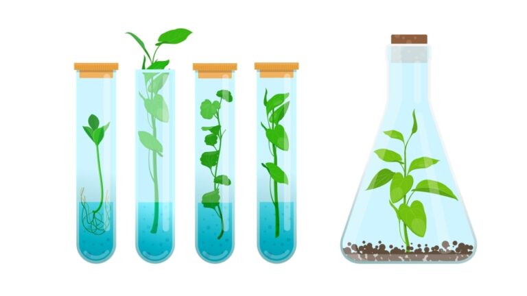 Types of Plant Tissue Cultures