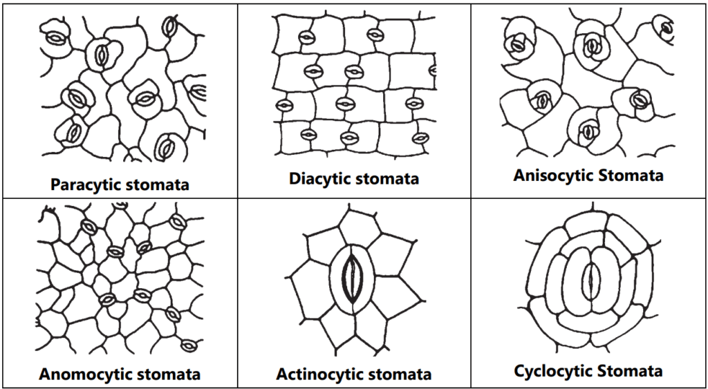 Types of stomata