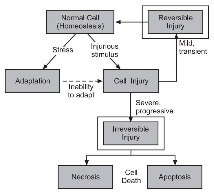 Cell injury 