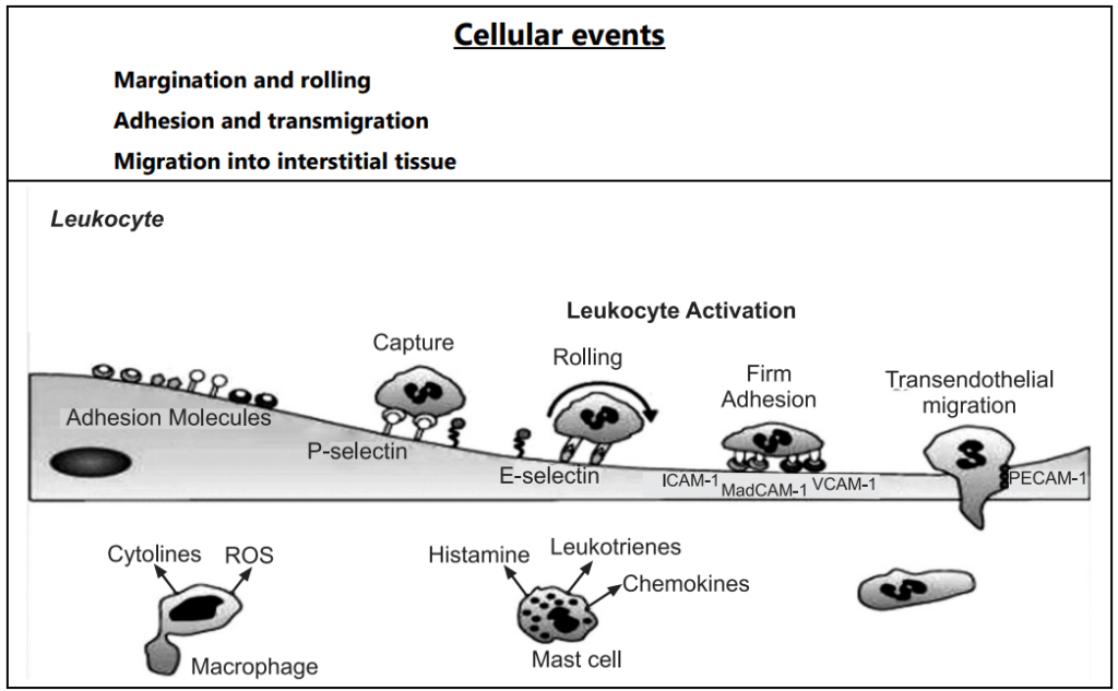 Cellular events in inflammation
