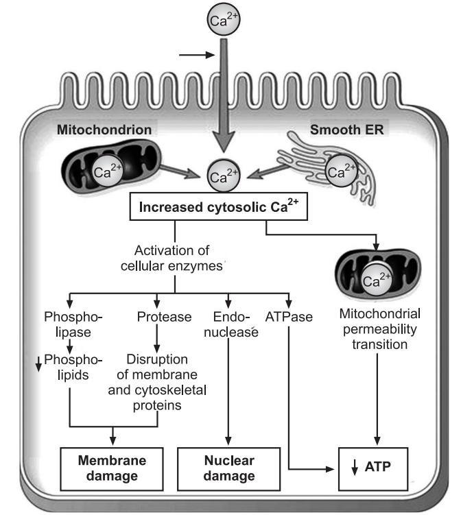 Lysosomal membrane injury induced cell death
