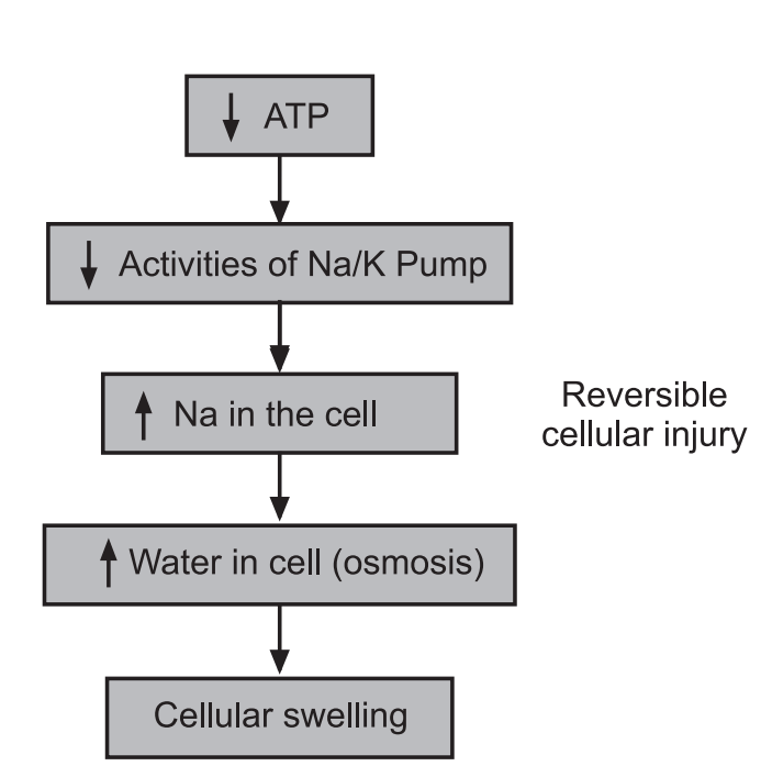Mechanism of cellular swelling due to depletion of ATP synthesis