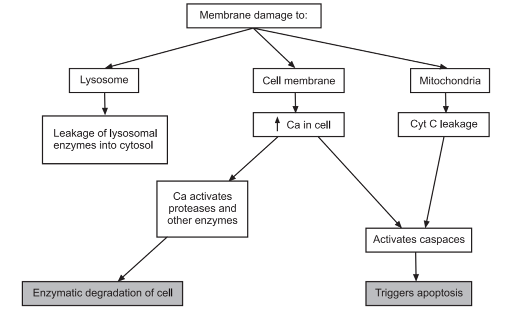 Pathogenesis of cell injury 