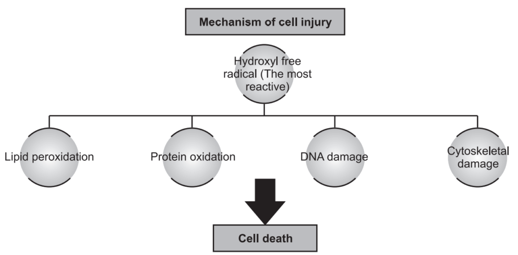 Pathogenesis of free radical induced cellular damage and cell death 