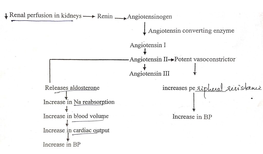 Renin-angiotensin aldosterone mechanism