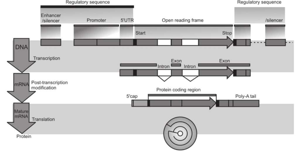 Structure of eukaryotic protein coding gene