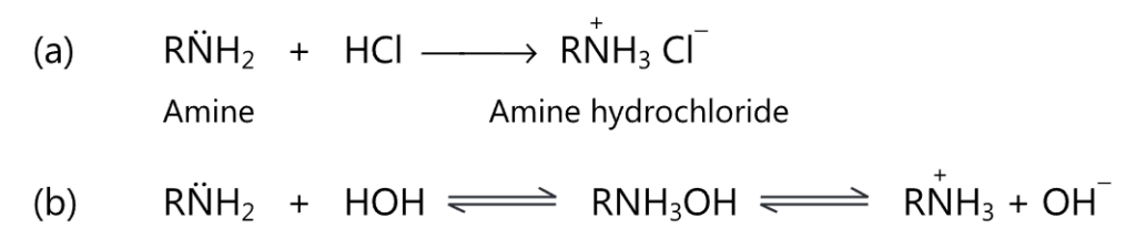 Reaction of Amines 