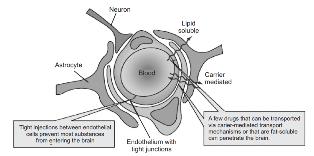  Structure of capillaries in the brain