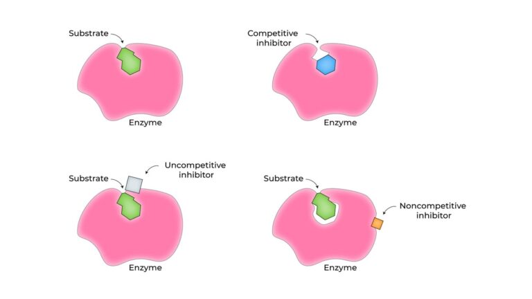 Enzyme Induction and Inhibition