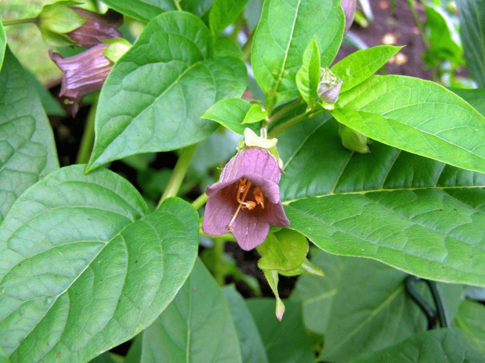 Belladonna leaves with flower