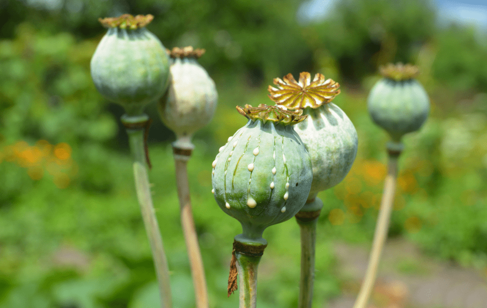 Opium capsule (incised) and its field