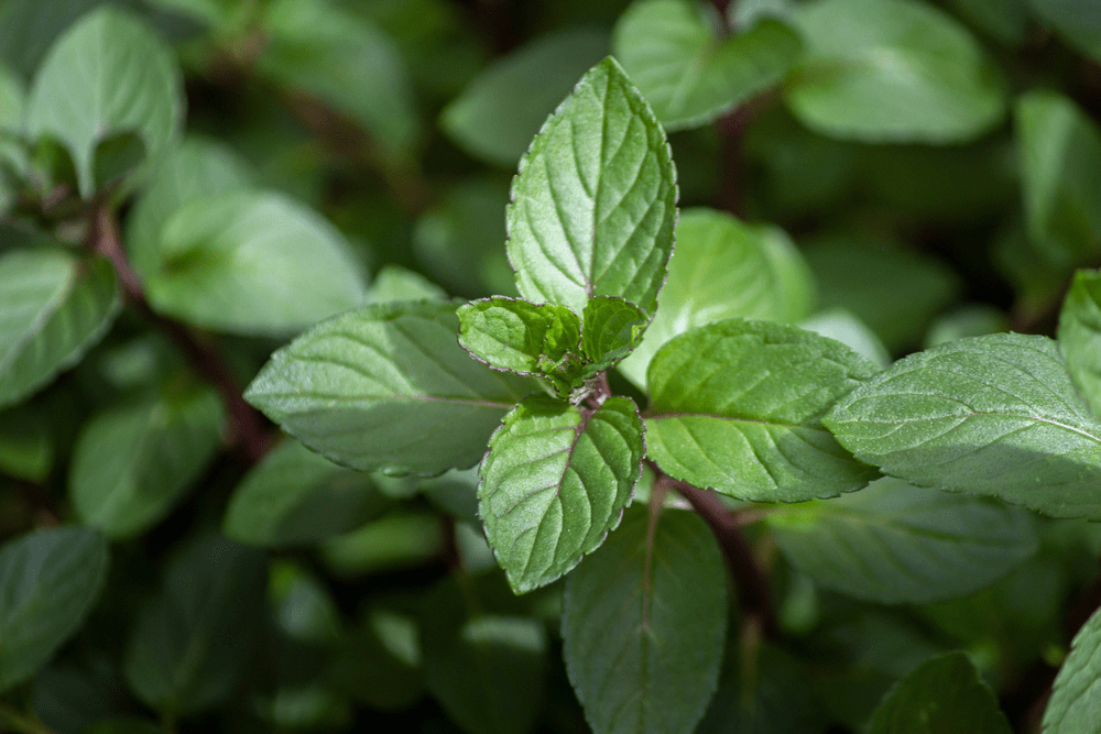 Mentha plant
