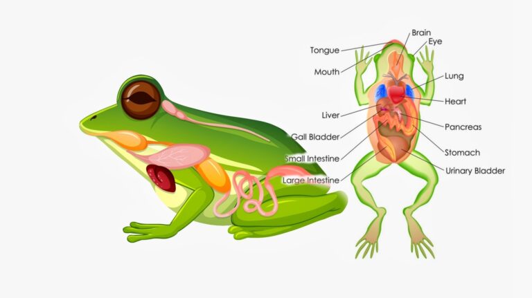 Effect of Drugs On Isolated Frog Heart