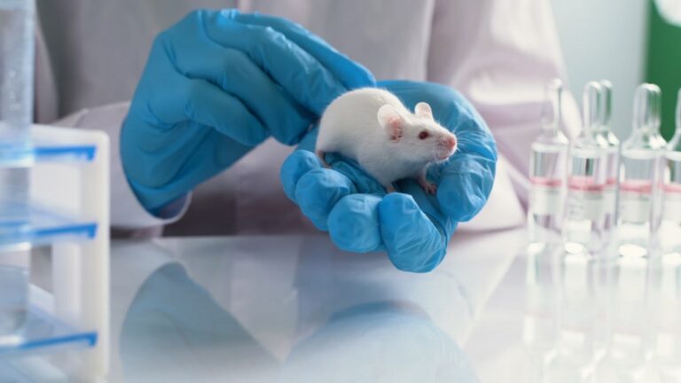 morphine in mice using the hot plate method
