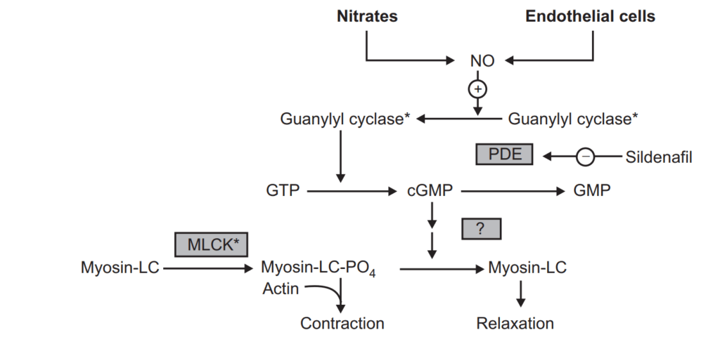 Mechanism of Action Nitrates